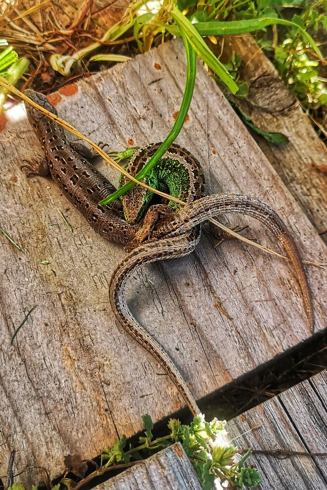 Zauneidechen bei der Paarung