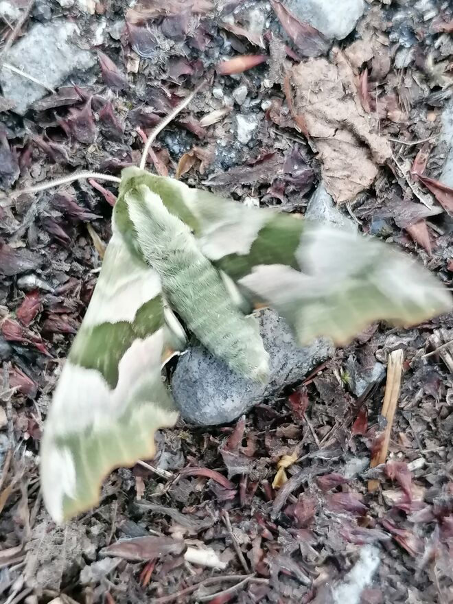 Im Garten entdeckt.... 