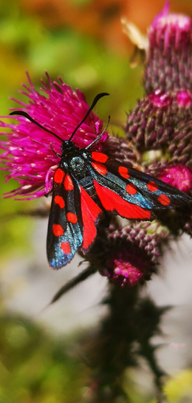 Prächtiges Widderchen