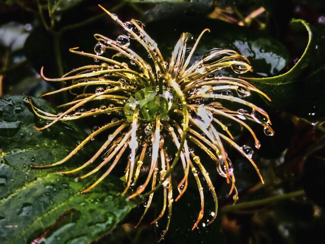 Verblühte Clematis und das Regenwetter
