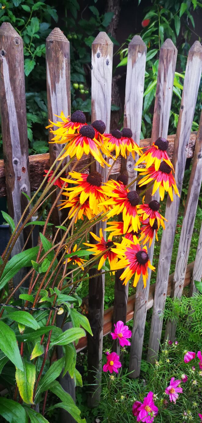 Sonnenhut schmückt Gartenzaun