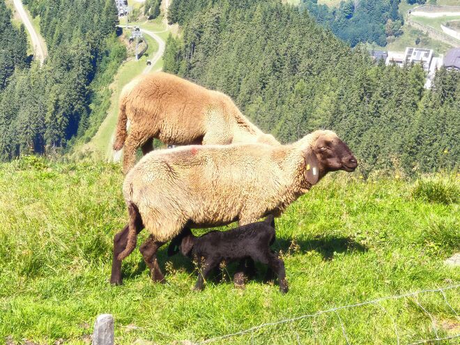 Jetzt werden dei Lämmer aus den Almen geboren