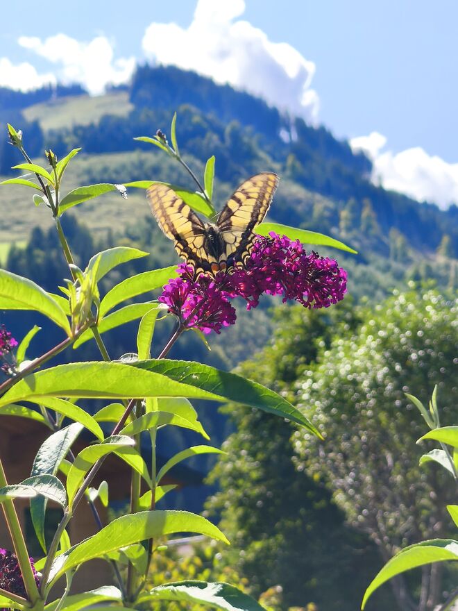 Schwalbenschwanz auf Sommerflieder