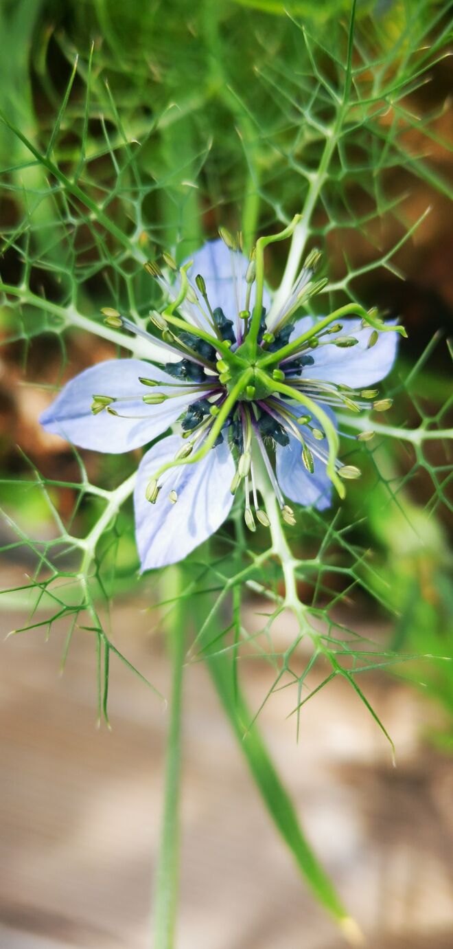 Grüne Jungfer im Grünen