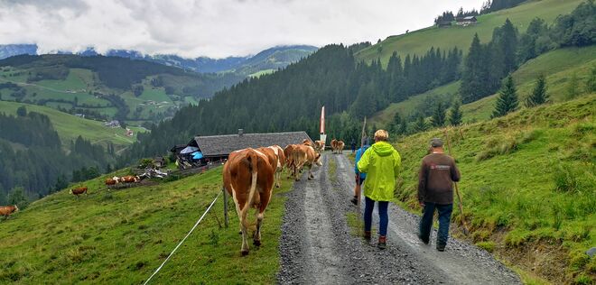 Almabtrieb von der Neuhauseralm auf 1600Hm