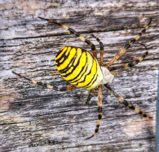 Wespenspinne entdeckt*