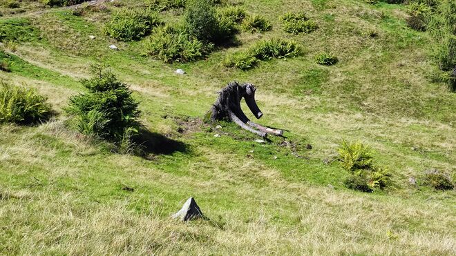 Ameisenbär auf der Alm
