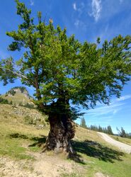 Alter Baum 