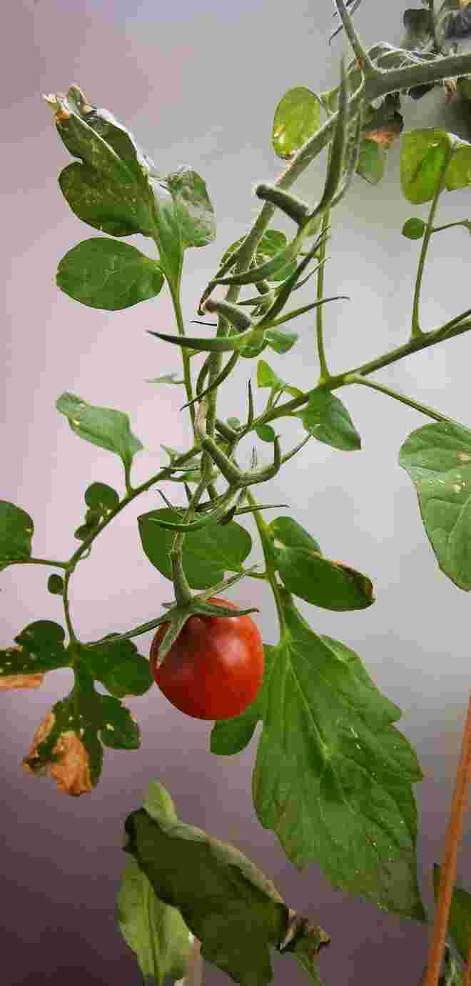 Tomato oleé