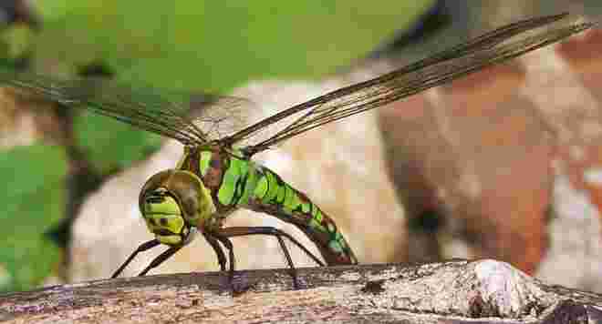Libelle bei der Eiablage 