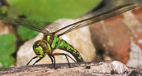 Libelle bei der Eiablage 