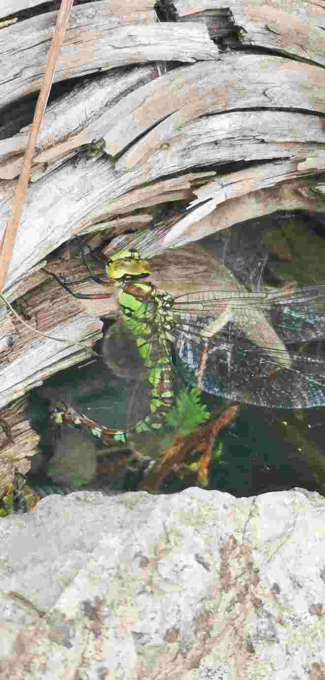 Eiablage der Libelle 