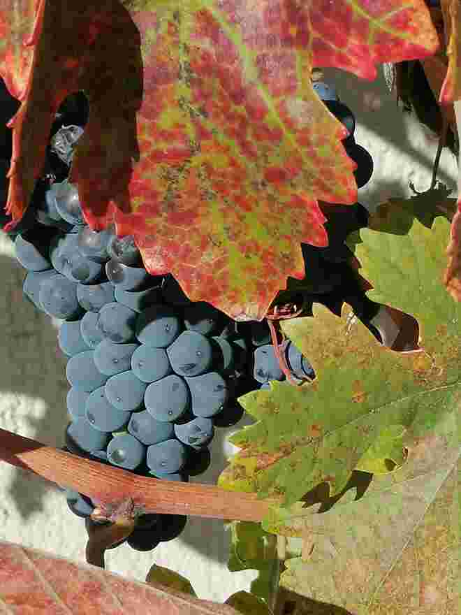 Statt Holz Wein bei der Wand 