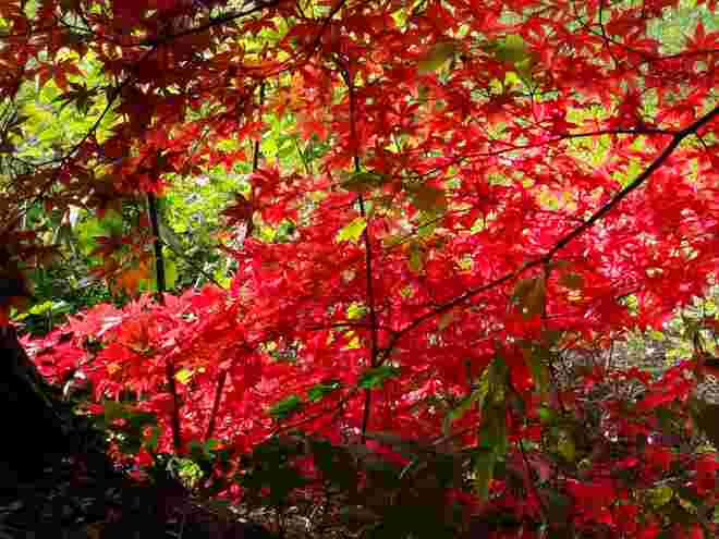 Rotgoldener Herbst