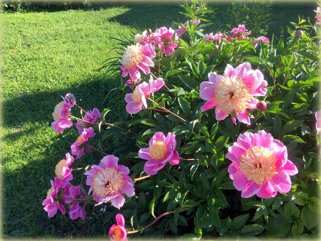 schöne Pfingsttage wünsche ich euch ...