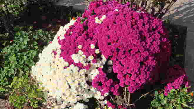 Blumenpracht am 6.11.24