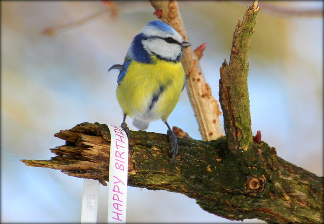 Nanu, hab ich heute Geburtstag ?  ;)