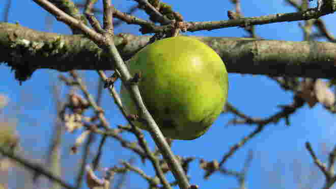 One apple a day.....