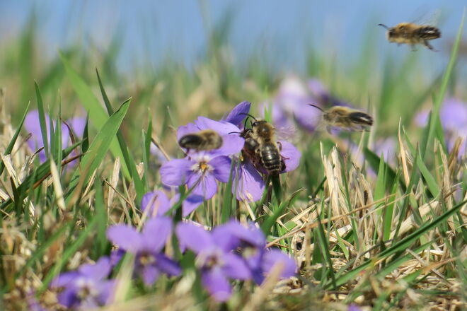 Mauerbienen Paarungstanz
