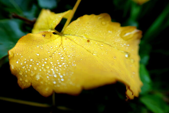 Der Herbst beginnt seine Malerei