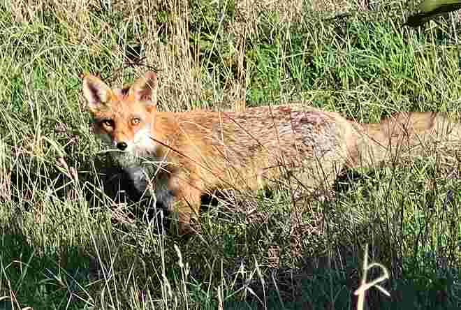 Fuchsblick