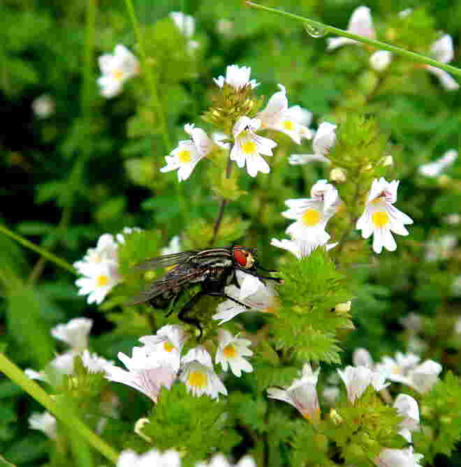 Graue Fleischfliege 