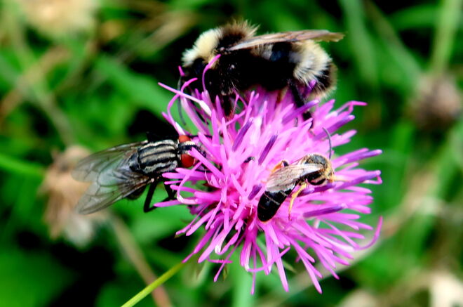 "Wir wissen, was göttlich schmeckt" !