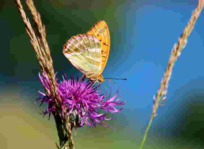 Perlmuttfalter auf Flockenblume