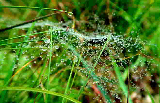 Feinstes Netz mit Wasserperlenschmuck 