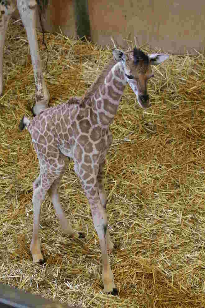  Giraffenbaby vom Zoo in Schmiding