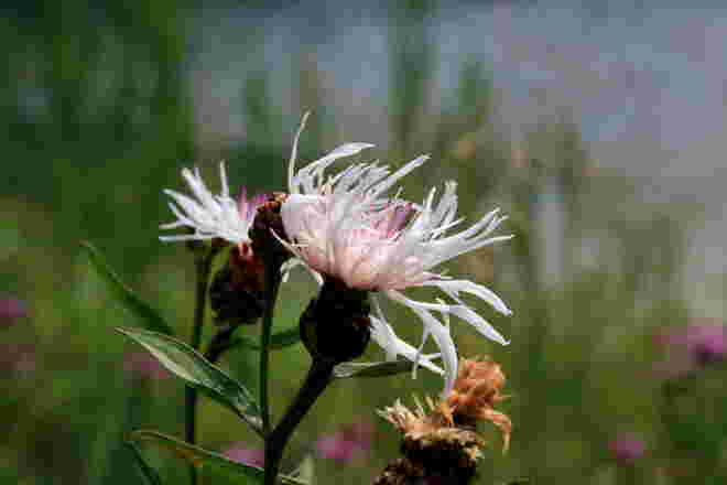 Weiße Flockenblumen