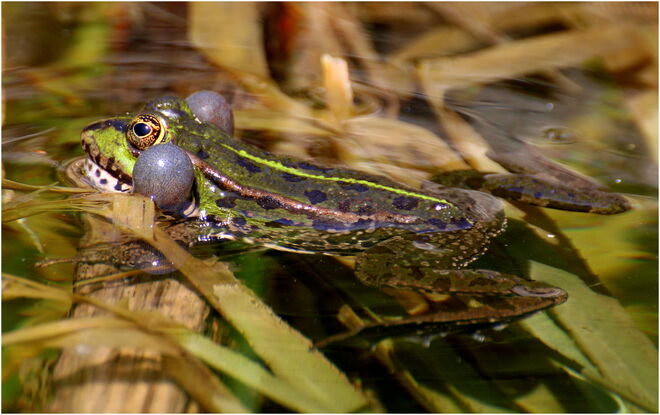 * immer diese aufgeblasenen Typen *