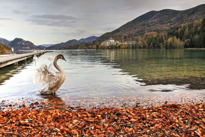 Herbststimmung mit einem Jungschwan beim Hofer Naturbadestrand
