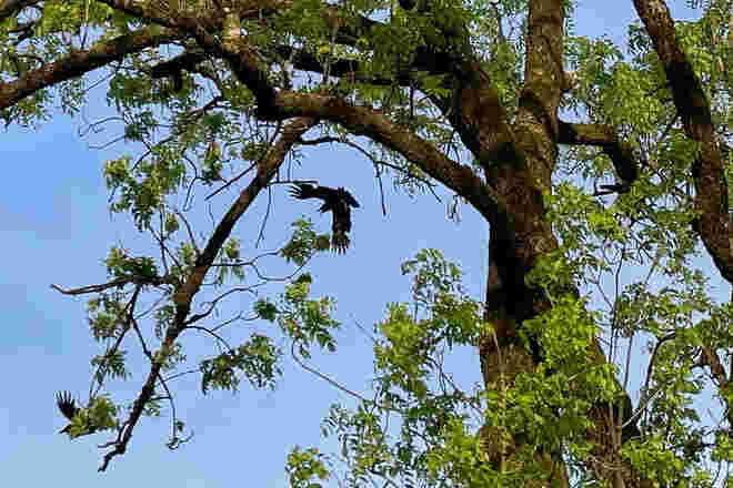Abflug mit Geschrei