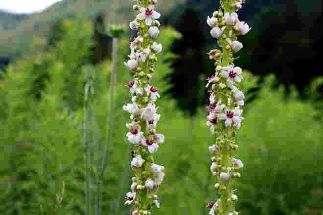 Weiße (schwarze) Königskerzen