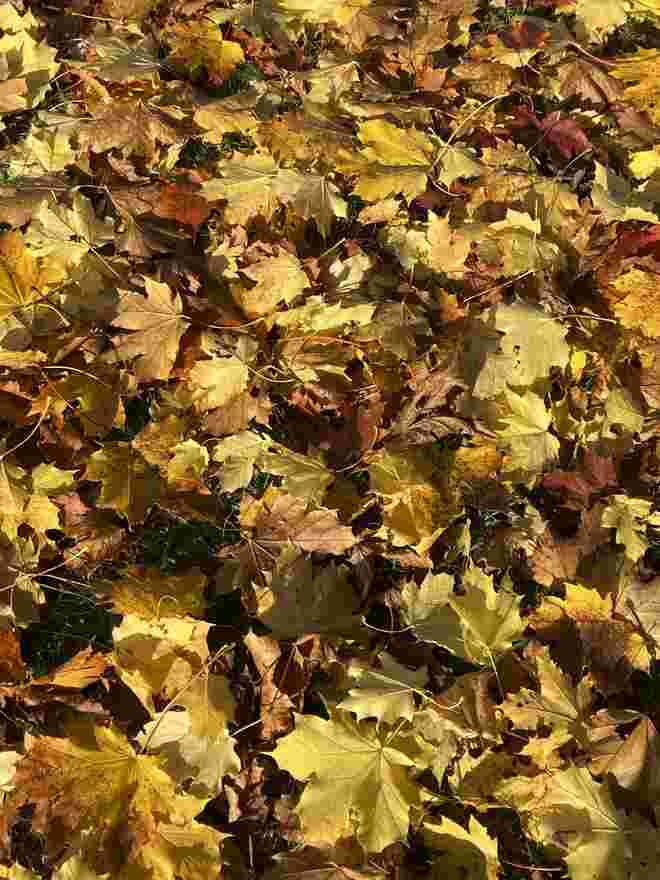Laubteppich