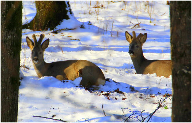 * Mittagspause in der Au *