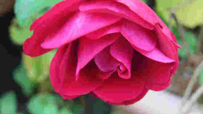 Die letzte Rose.....