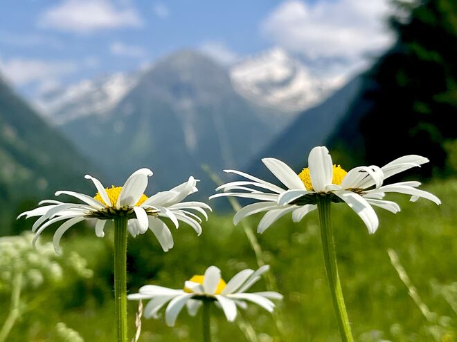 Bocksteinkogel-Blick