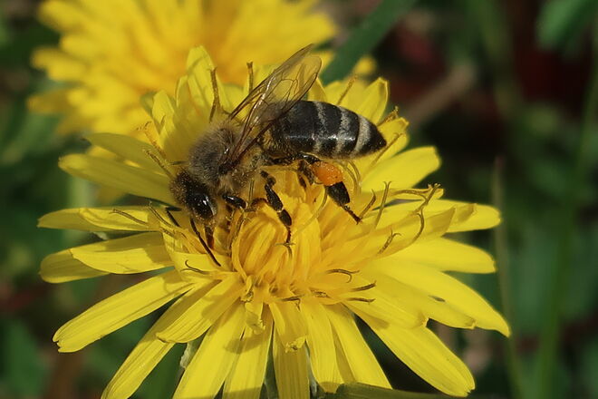 ich flieg auf gelb...