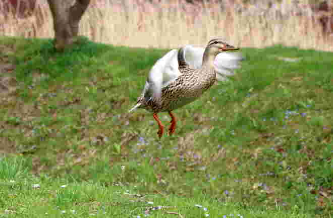 Leichtigkeit im Frühling