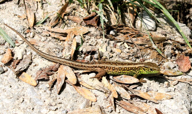 Kleine Zauneidechse am Wegrand