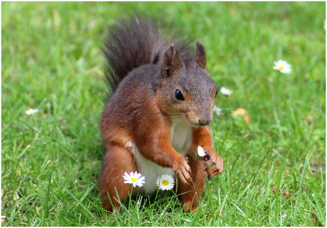 * Gänseblümchen pflücken ;) *