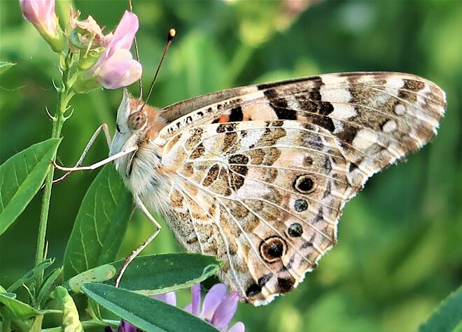 Sonntagsflug vor dem Regen