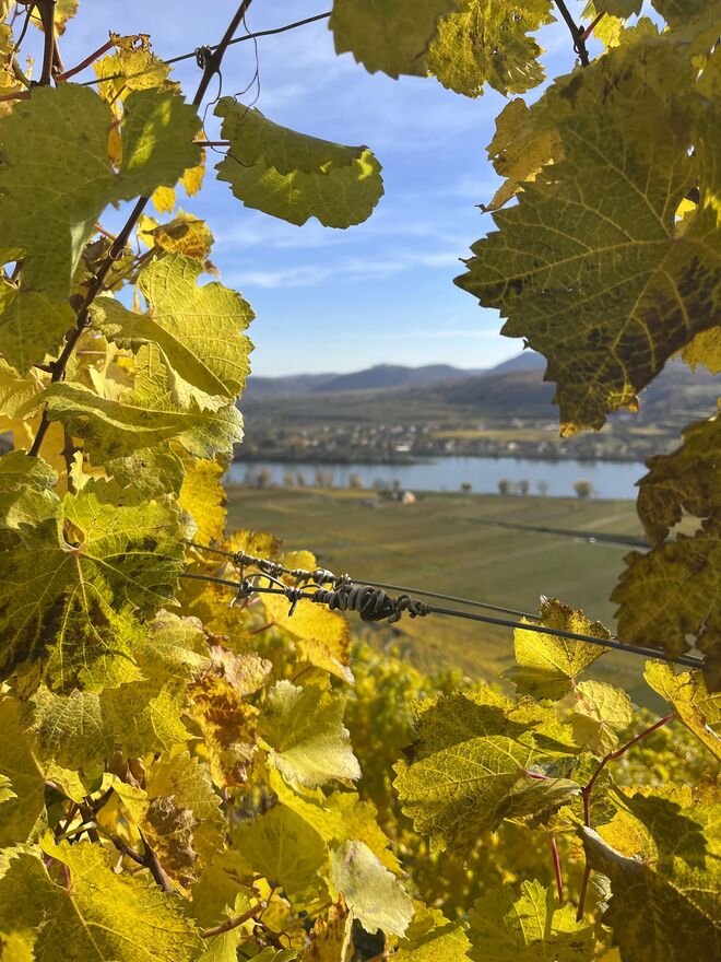(W)Einblicke: Weinberge in der Wachau und Stift Göttweig