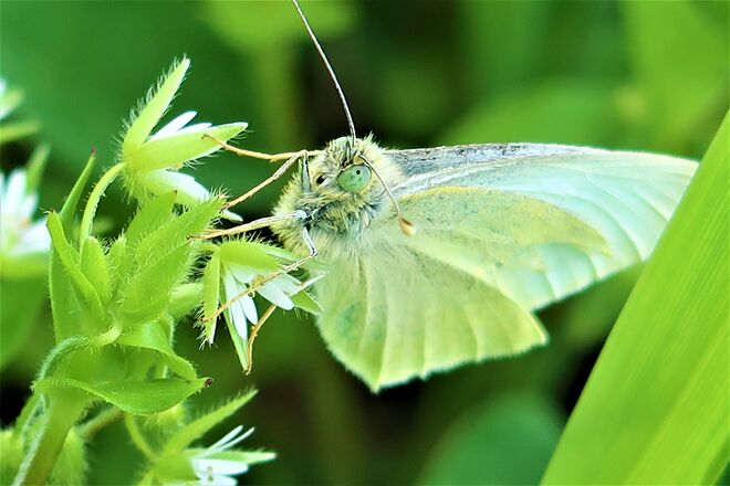 schau mir in die Augen...