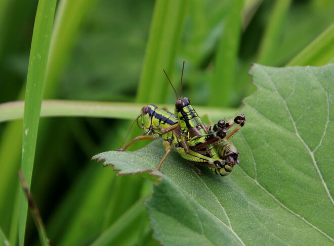 An der nächsten Generation wird gearbeitet