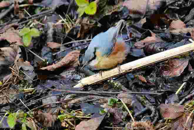 Kleiber-Jungvogel kommt zum Wasser trinken