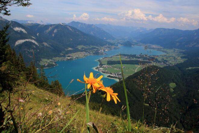 Arnika-Blüten am Aussichtsplatzerl