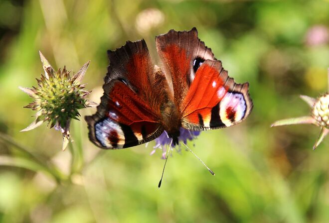Pfauenauge kopfüber